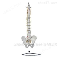 脊椎带骨盆模型-人体脊椎骨盆模型-脊椎结构模型