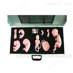 高级胎儿胚胎发育过程训练模型-胎儿胚胎模型-胎儿发育模型