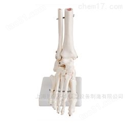 自然大脚关节骨骼模型-脚关节模型-脚骨骼模型