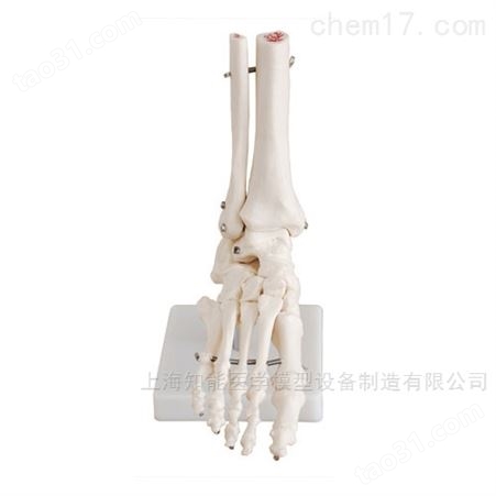 自然大脚关节骨骼模型-脚关节模型-脚骨骼模型