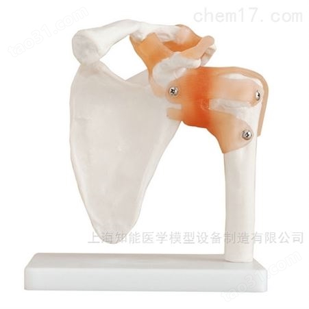 自然大肩关节带韧带骨骼模型-肩关节模型-关节带韧带模型