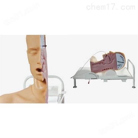 高级吞咽机制护理模拟人-吞咽机制护理模型