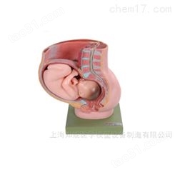 骨盆妊娠九个月胎儿护理训练模型-骨盆妊娠胎儿模型