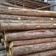 防汛杉木桩 胜洁木业 2米杉木桩施工