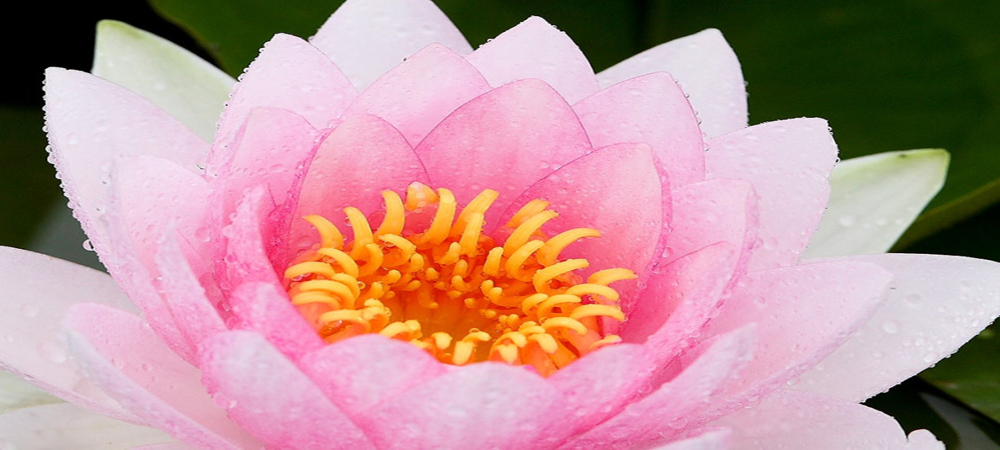 清新唯美的微距摄影 来自韩国的花花世界