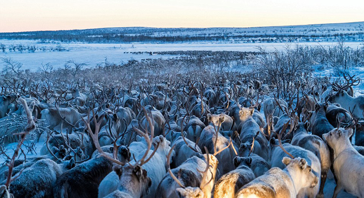 北欧数千驯鹿向南迁徙 声势浩大